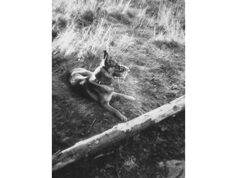 Foto 42